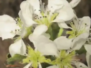 ویدئو :    تبدیل گل گلابی به میوه. 8 هفته را در یک دقیقه ببینید (مطلب)