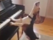 ویدئو :   سگی که پیانو می زند و آواز می خواند (مطلب)