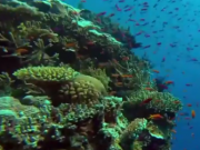 ویدئو :    مستند دیوار مرجانی بزرگ با دوبله فارسی - قسمت اول (مطلب)