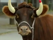 ویدئو :     دوربین مخفی فوق العاده خنده دار «گاو وحشی» (مطلب)