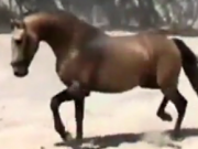 ویدئو :      جدال عجیب و باورنکردنی اسب و گاو وحشی (مطلب)