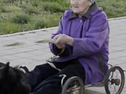 ویدئو :      زن 79 ساله و چهارچرخه کوچکی که سگها می کشند (مطلب)