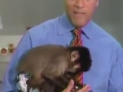 ویدئو :    میمون زحمت کش (مطلب)