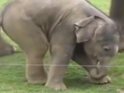 ویدئو :  فیل کوچولو با خرطومش کلنجار میره فک میکنه اضافس (مطلب)
