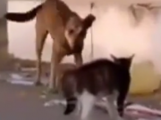 ویدئو : ترس سگها از یک گربه (مطلب)