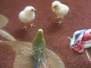 ویدئو :   بازی مرغ عشق با جوجه ها