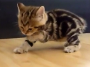 ویدئو : بچه گربه های ملوس (مطلب)