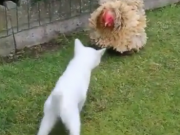 ویدئو :بازی گربه با مرغ (مطلب)
