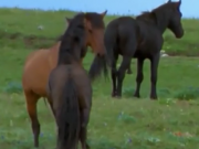 ویدئو :     نبرد دیدنی اسب های نر وحشی بر سر قلمرو و گله (مطلب)