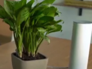 ویدئو :     با Grovio گیاهان خانگی خود را هوشمند پرورش دهید (مطلب)