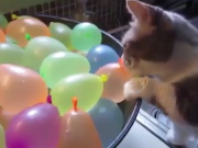 ویدئو :   ماجرای گربه و بادبادک (مطلب)