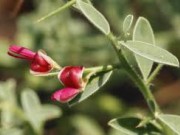 خواص گیاهی و درمانی خارشتر