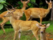 ویدئو :    ویدیویی زیبا از حیات وحش (مطلب)