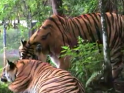 ویدئو :  نبرد شیر و ببر در باغ وحش (مطلب)
