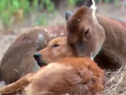 ویدئو :   محبت را از حیوانات یاد بگیریم (مطلب)