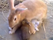 ویدئو :     شیر خوردن جالب و شیرین بچه خرگوش ها از مادرشون (مطلب)