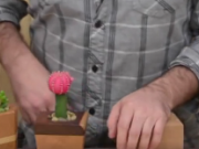 ویدئو :   ساخت گلدان زیبای چوبی کاکتوس و ساکولنت (مطلب)