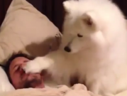 ویدئو :   شیوه سگ ها برای بیدار کردن صاحبشان ... (مطلب)