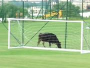 ویدئو :   ورود گاو به زمین فوتبال! (مطلب)