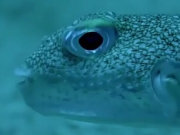 ویدئو :    از دیدن توانایی این ماهی شگفت زده خواهید شد (مطلب)