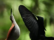ویدئو :  پرندگان بهشتی (مطلب)