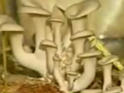 ویدئو :   تولید قارچ صدفی 1 (مطلب)