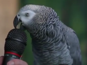 ویدئو :   طوطی سخنگو (مطلب)