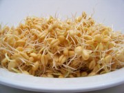 جوانه گندم ماده ای پرخاصیت برای بدن