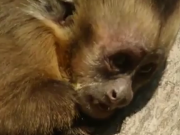 ویدئو :   لحظه بلعیده شدن موش توسط مار مقابل چشمان میمون ها (مطلب)