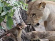 تصویر و رفتار باور نکردنی شیر درنده با بچه میمون (بابون) (مطلب)