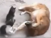 ویدئو :   گربه ای که بچه هایش را به دیدن سگ دوست قدیمی اش می برد (مطلب)