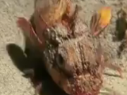 ویدئو :   این ماهی به علت راه رفتنش دانشمندان را گیج کرده است (مطلب)