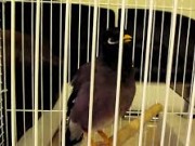 ویدئو :    صحبت کردن مرغ مینا (مطلب)