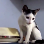 ویدئو :   گردهمایی خنده دار گربه ها و بچه گربه ها (مطلب)