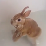 ویدئو :   خرگوش های بامزه (مطلب)