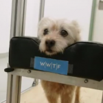 ویدئو :   سگها احساس آدم را از حالت چهره اش میفهمند (مطلب)