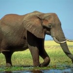 ویدئو :  سرقت فیل گرسنه از کامیون (مطلب)