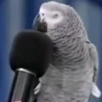 ویدئو :  طوطی سخنگوی جالب (مطلب)