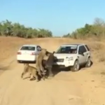 ویدئو :  شکار اسب آبی توسط گله شیرها در کنار خودروی گردشگران (مطلب)