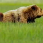 ویدئو :   نبرد تماشایی خرس های گریزلی نر (مطلب)