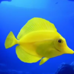 ویدئو  :   زیباترین و عجیب ترین ماهی های دنیا (مطلب)