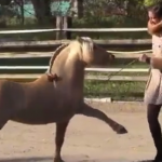 ویدئو :  حرکات نمایشی بی نظیر اسب ها (مطلب)