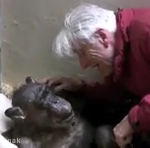 ویدئو :   واکنش جالب شامپانزه بیمار بعد از دیدن مراقب قدیمی اش (مطلب)