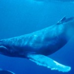 ویدئو :  نهنگ آبی به ایران رسید (مطلب)
