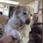 ویدئو :   فرزندسالاری دیده اید؛حالا سگ سالاری را ببینید (مطلب)