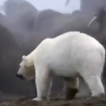 ویدئو :  جنگ و نبرد دیدنی و عجیب بین خرس قطبی و فک ها (مطلب)
