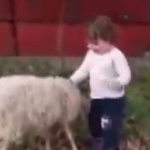 ویدئو :    وقتی گوسفند با بچه کوچولو بازی میکنه (مطلب)