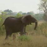 ویدئو :   حمله فیل ماده به گله شیرها برای حفظ جان بچه اش (مطلب)