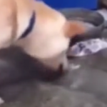 ویدئو:  تلاش حیوانات برای نجات جان همدیگر (مطلب)