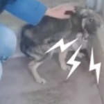 ویدئو :   سگ گریه می کند هر بار که او را لمس می کنند (مطلب)